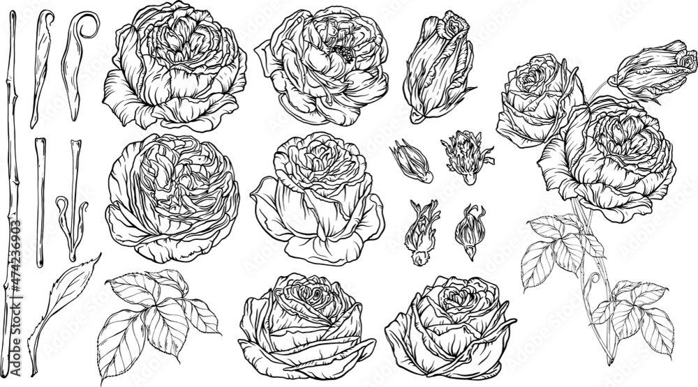 Hand-drawn floral set, a collection of roses Hand-drawn floral set, a collection of roses