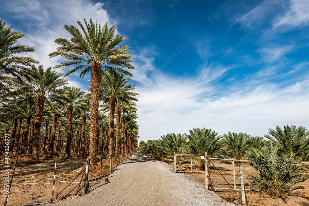 Countryside gravel road among old and young trees of plantations of date palms, desert agriculture industry in the Middle East
Countryside gravel road among old and young trees of plantations of date palms, desert agriculture industry in the Middle East