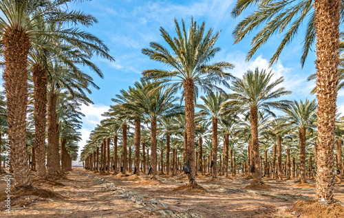 Fototapeta Naklejka Na Ścianę i Meble -  Plantation of adult trees of date palms for healthy food production. Agriculture of dates is rapidly developing industry in desert areas of the Middle East