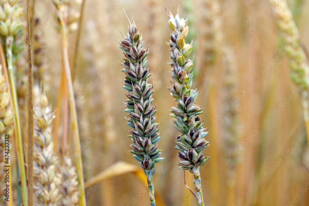 Common bunt, or stinking smut and covered smut, is a disease of spring and winter wheats caused by Tilletia tritici and laevis. Grains are filled with herring stink fungus. Significant reduces yields.