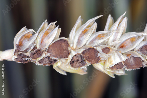 Common bunt, or stinking smut and covered smut, is a disease of spring and winter wheats caused by Tilletia tritici and laevis. Grains are filled with herring stink fungus. Significant reduces yields. photo