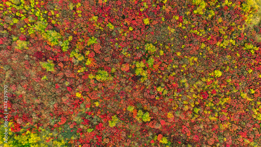Orange and red autumn forest, many trees on the hills. Colored background. Orange and red autumn forest, many trees on the hills. Colored background.