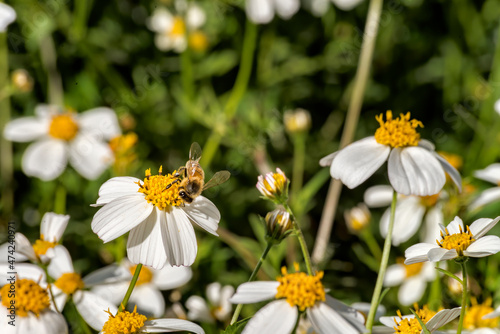 A cute bee looking for nectar on wild daisy flowers. Pollination