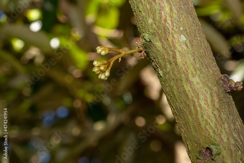 small durian flowers