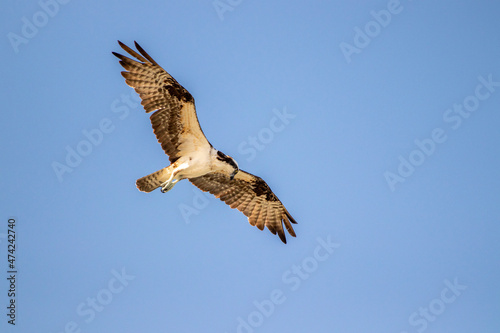 An Osprey flying over the ocean looking for fish.