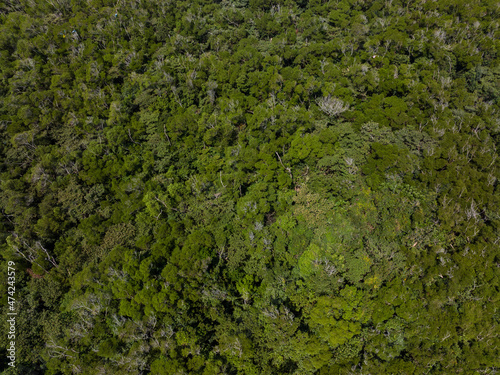 Top down view of the forest