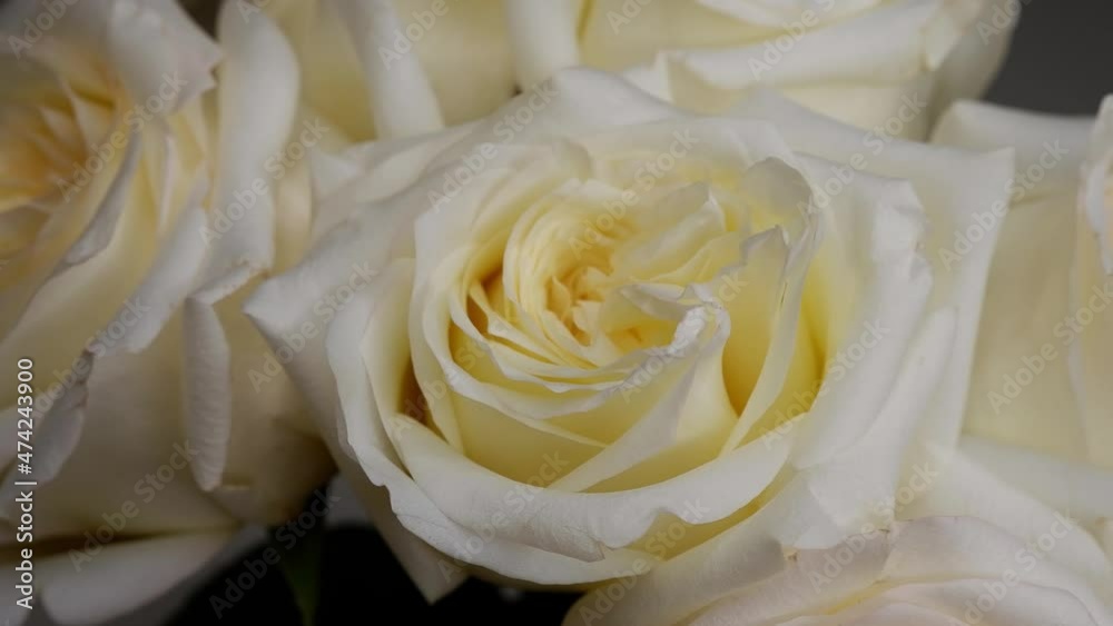 White roses are moving in a circle. White roses are moving in a circle.