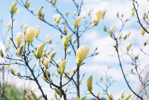 Beautiful flowering on a sunny day, flowering tree - beautiful flowering branch of magnolia in spring - magnolia flower 