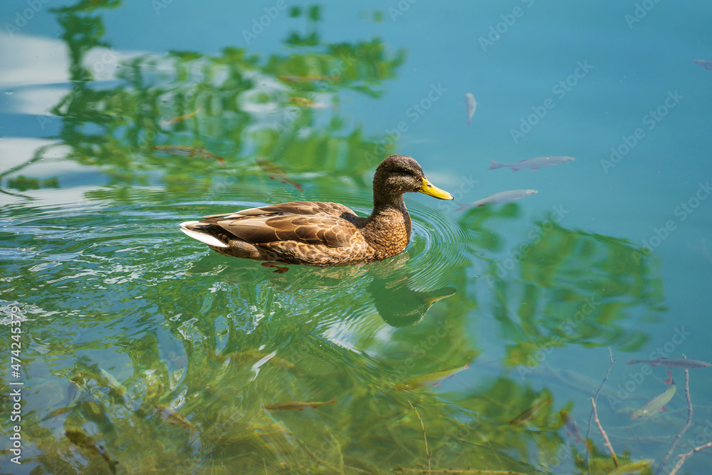 Duck swim on the famous Plitvice Lakes in the morning, Croatia, Europe Duck swim on the famous Plitvice Lakes in the morning, Croatia, Europe