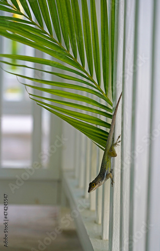 Green lizard and large green palm leaf  © Kriste