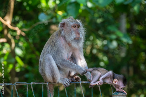 Portrait of baby monkey and mother at sacred monkey forest in Ubud, Bali, Indonesia © OlegD