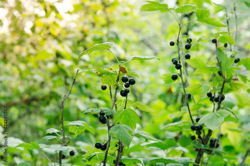 Fototapeta premium Black currant berries on a branch in the garden in summer. Selective focus on garden berries. 