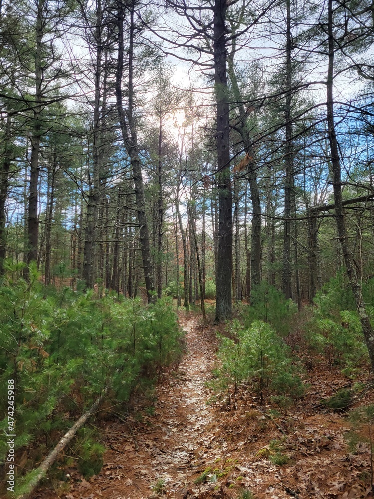 Fototapeta premium path in the forest