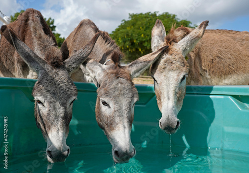 Obraz na plátně Three donkeys drinking water from green bowl
