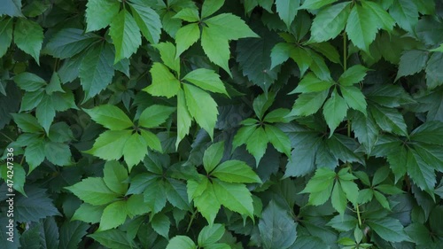 Parthenocissus quinquefolia or Virginia creeper green leaf plant wall photo