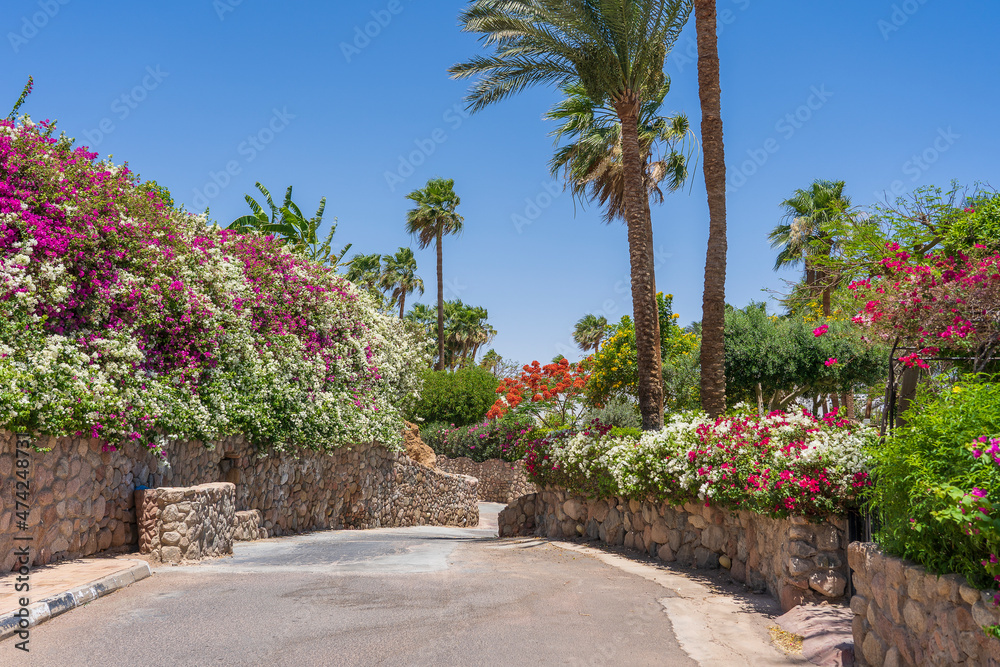 Empty road with colorful flowers on the street of Egypt in Sharm El Sheikh