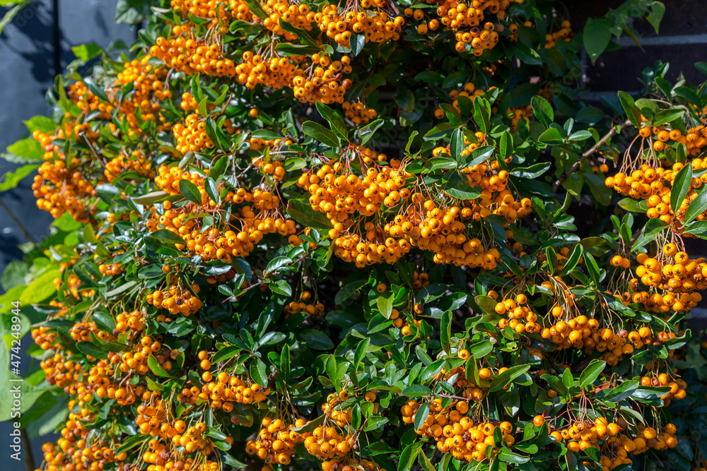 Yellow illex verticillata verries and green leaves
