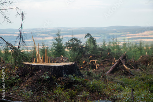 big stump and forest glade on beautiful mountain background