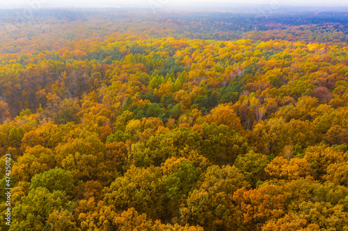 Wood and trees in autumn, aerial view,Aerial view of an endless 
