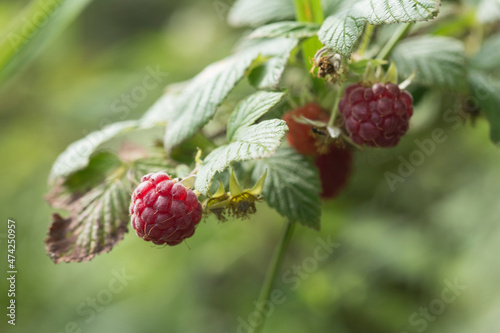 wild raspberry in the nature