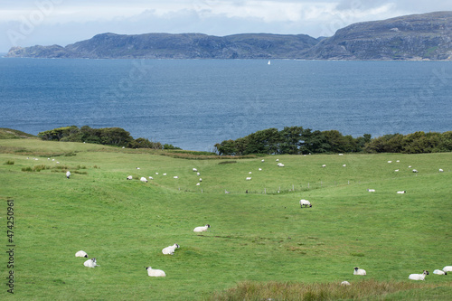 sheeps in the field and sea in Scotland