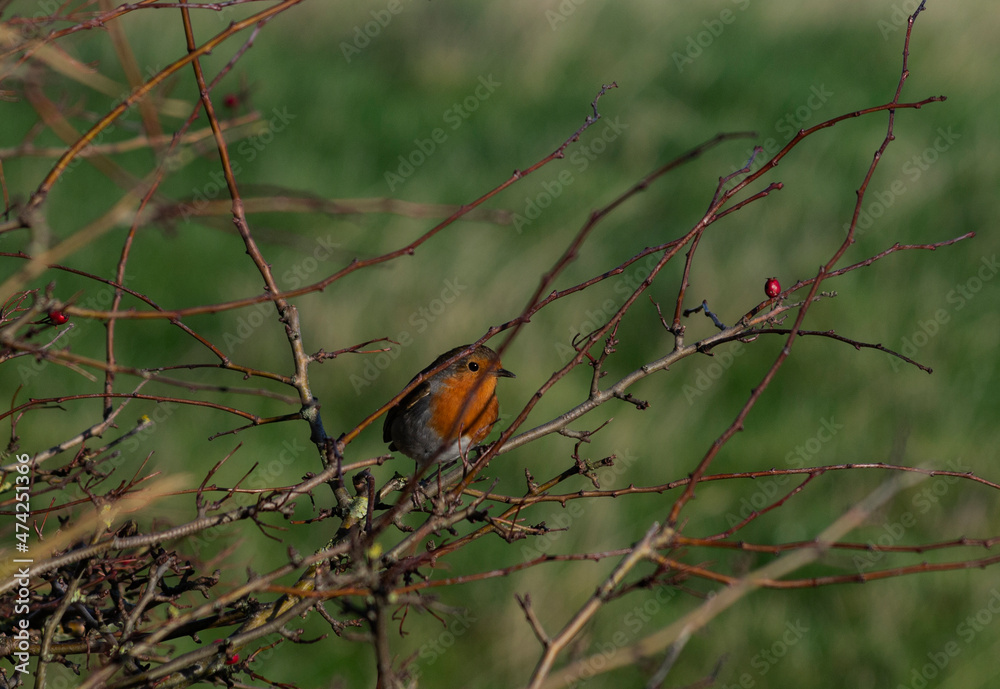 Robin in December. Robin in December.