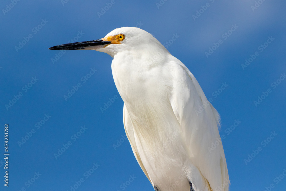 Snowy Egret perched and watching the beach. Closeup view of this magnificent bird. Snowy Egret perched and watching the beach. Closeup view of this magnificent bird.