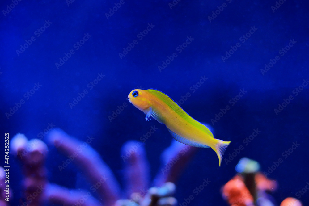 Golden Midas Blenny fish - Ecsenius midas Golden Midas Blenny fish - Ecsenius midas