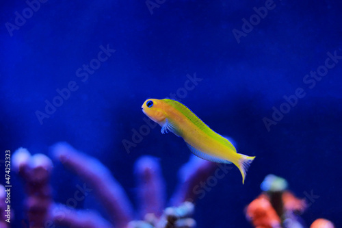 Golden Midas Blenny fish - Ecsenius midas photo