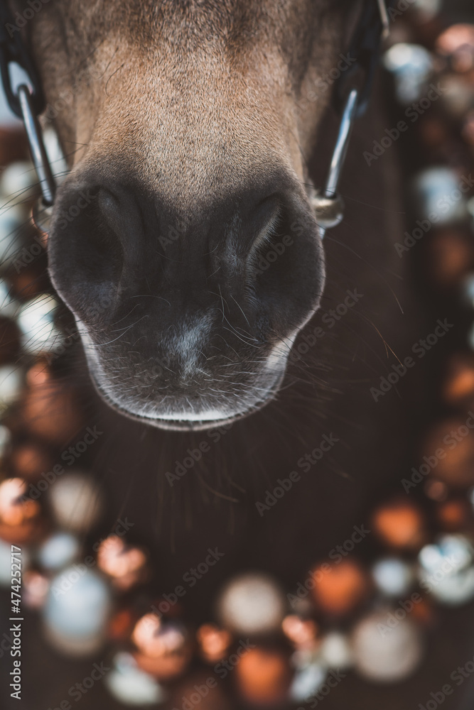 Naklejka premium Pferd/Pony weihnachtlich