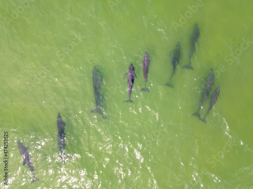 dolphin pod swimming from above