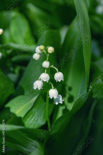 Image of delicate white lily of the valley among dark green leaves in the spring garden