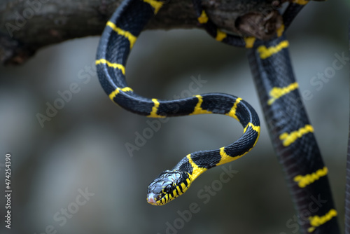 The gold-ringed cat snake in various position photo
