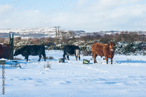 Cows in a snowy field © Paul