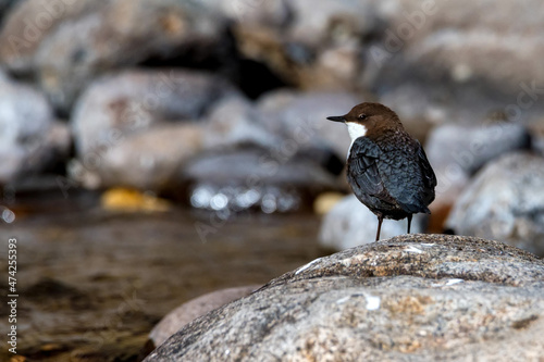 Close up of white-throated dipper or Cinclus cinclus photo