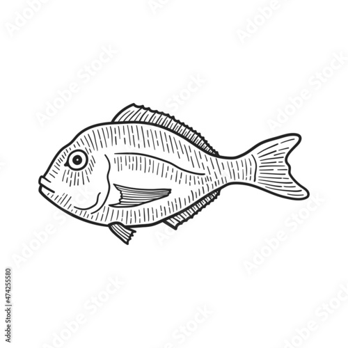 Dorado fish. Isolated on white. Hand-drawn style. Vector illustration.