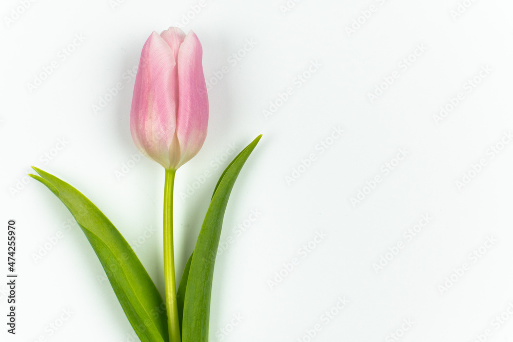 One pink tulip with green stem and leaves isolated on white background with copy space. Spring Flower. Valentine's Day, Women's Day, Mother's Day, Birthday. One pink tulip with green stem and leaves isolated on white background with copy space. Spring Flower. Valentine's Day, Women's Day, Mother's Day, Birthday.