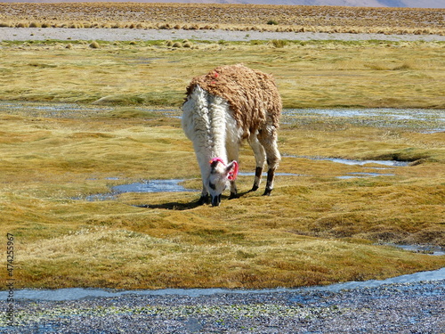 Llama grazing on bofedales pasture in Andes. Brown white furry lama on field. photo