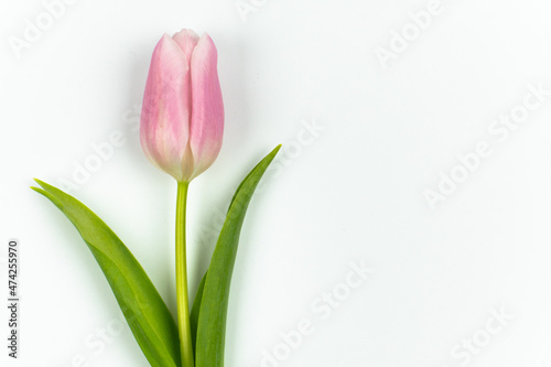 One pink tulip with green stem and leaves isolated on white background with copy space. Spring Flower. Valentine's Day, Women's Day, Mother's Day, Birthday.