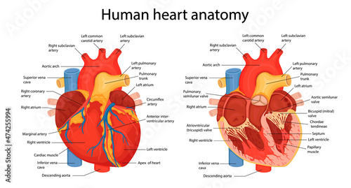 An hand drawn illustration of anatomy of the human heart with indicated major parts. Vector illustration in cartoon style