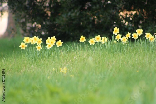 Obraz na plátne Tulipes jaunes dans un champs, Château de Highclere, Downton Abbey, Berkshire, A