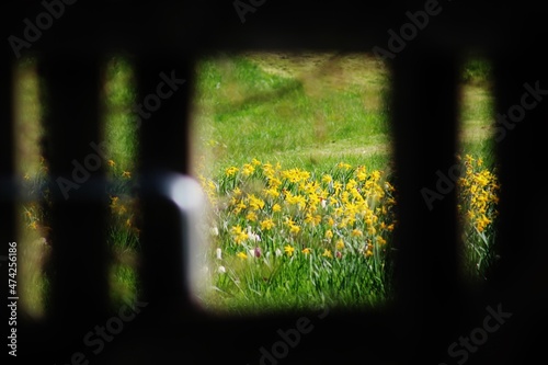 Εκτύπωση καμβά Tulipes jaunes dans un champs, Château de Highclere, Downton Abbey, Berkshire, A