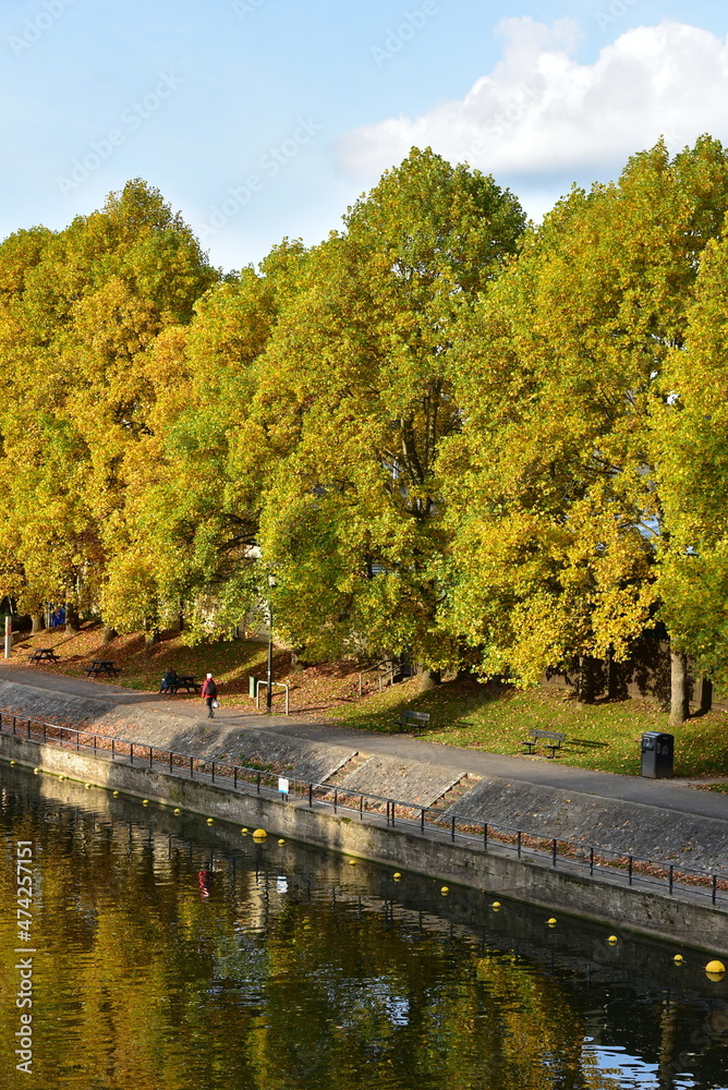 custom made wallpaper toronto digitalScenic view of a colourful leafy trees in autumn on a river side