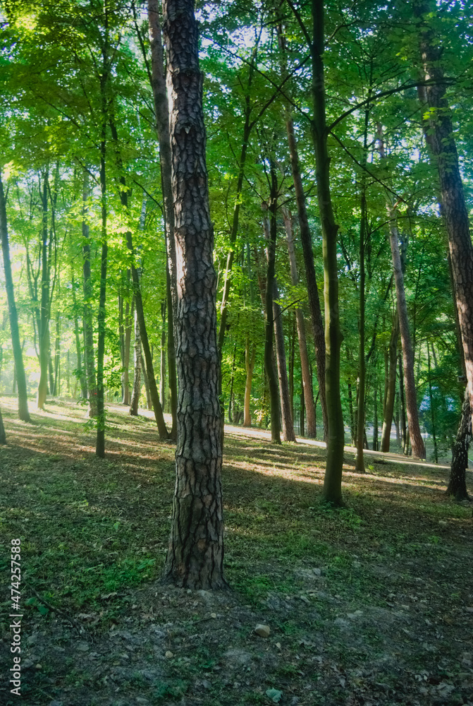 Fototapeta premium path in the forest