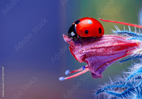 Photo Extreme macro shots, Beautiful ladybug on flower leaf defocused background