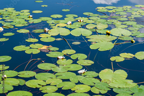 A field of blooming water lilies on an absolutely smooth lake.