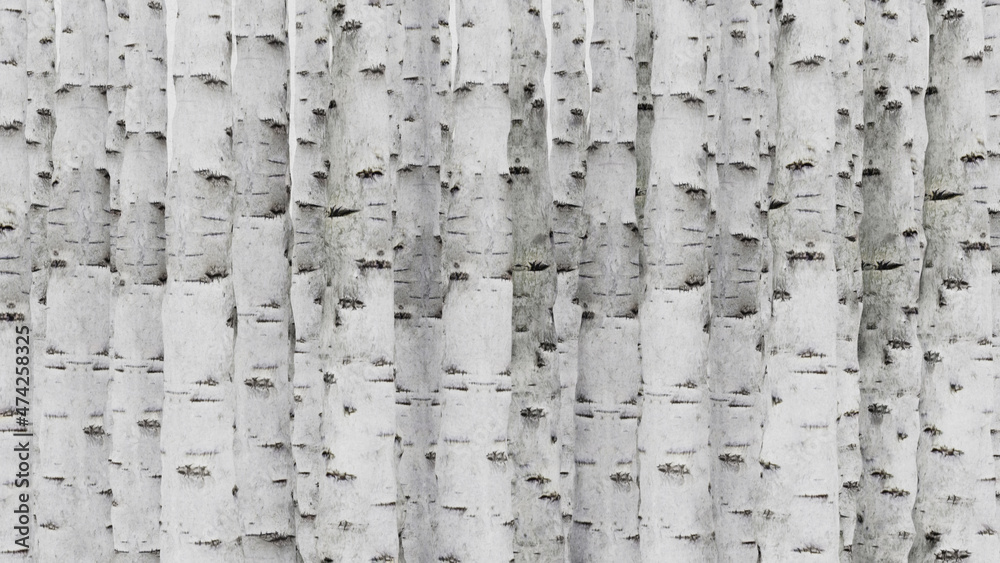 Silver Birch Illustration. Nature Background. Stock Illustration