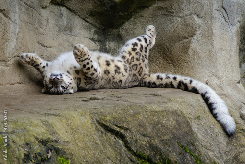 Schneeleopard entspannt auf Rücken liegend, Zoo Zürich
