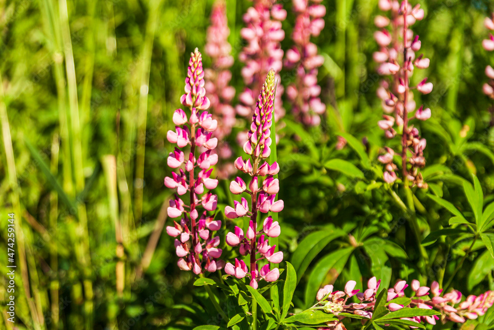 pink perennial lupine flower growing in community garden pink perennial lupine flower growing in community garden