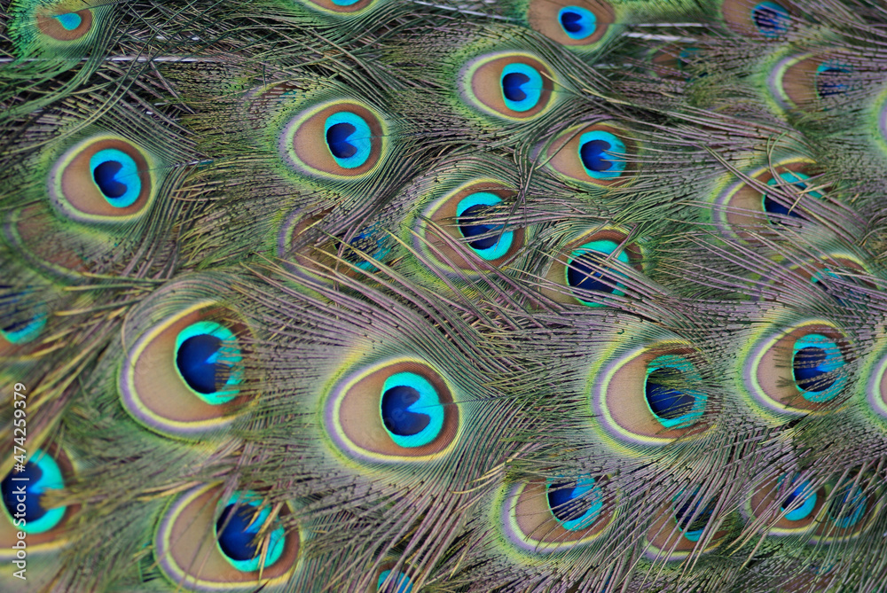 Fototapeta premium Pfauenfedern auf Pfau, Zoo Zürich